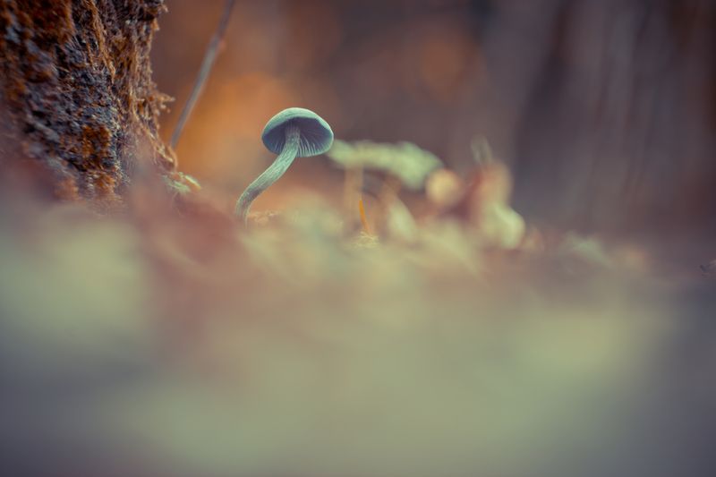 mushroom, fungi, nature, close-up, macro, small, brown, faded hello! фото превью