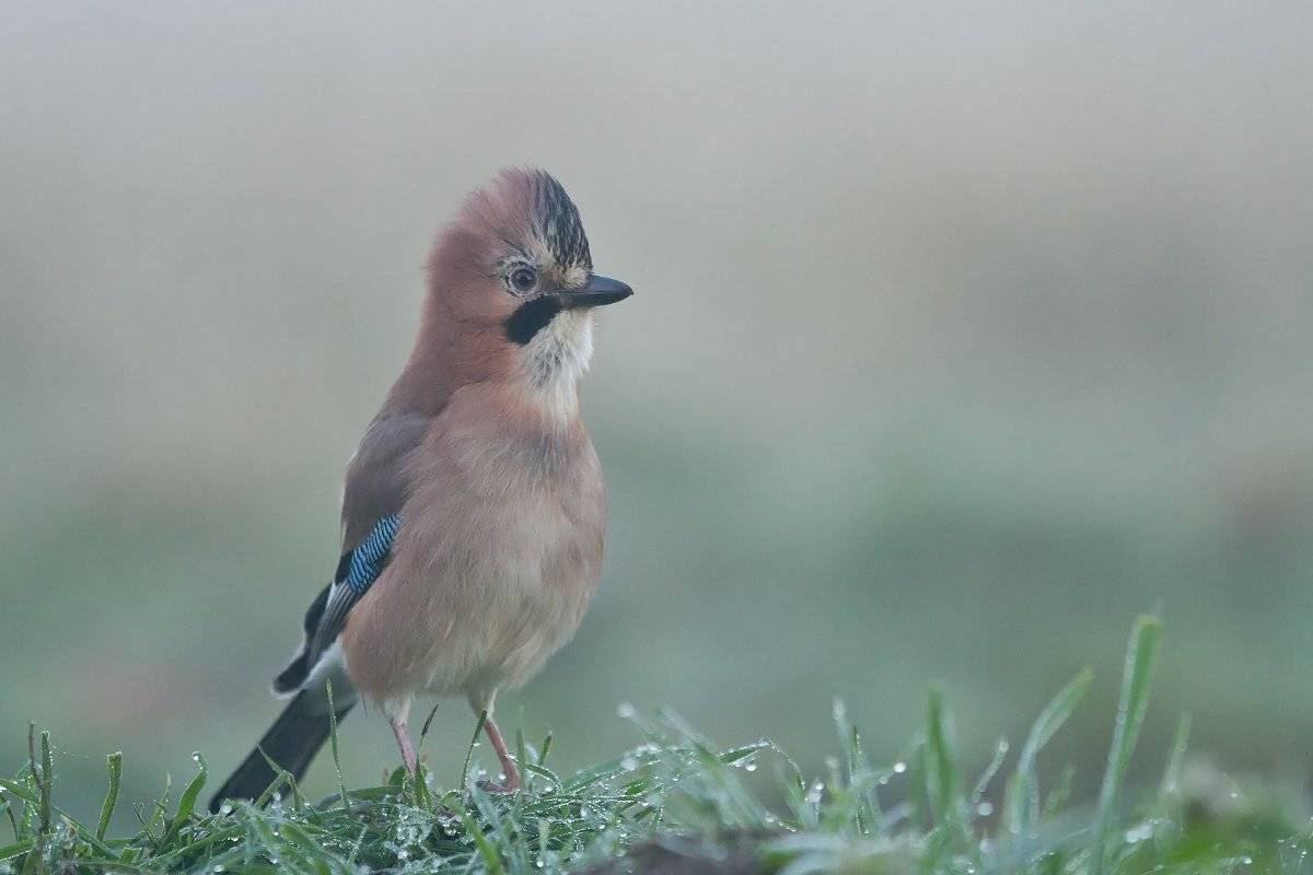 , Janina J?drzejewska-Szombara