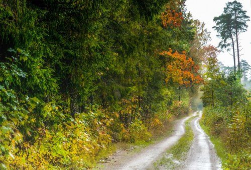 What the tired autumn  rain is talking ...