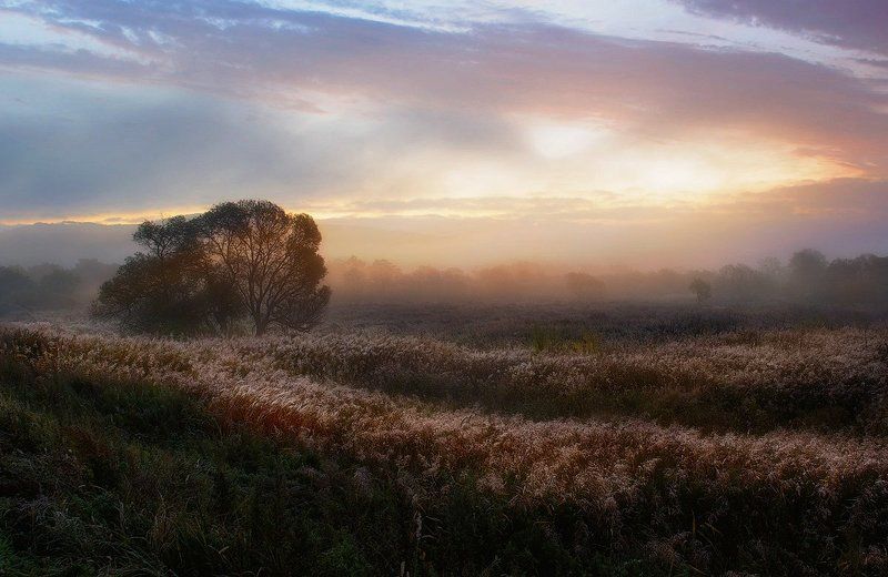 приморский край, солнце, рассвет Утреннее поле фото превью