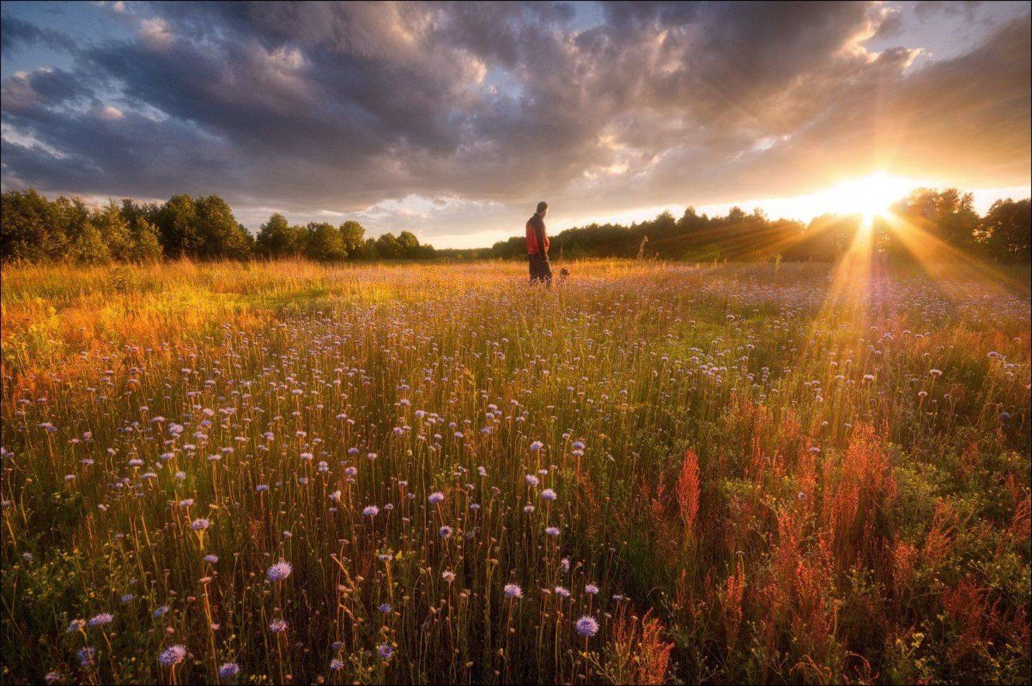 россия, подмосковье, лето, вечер, закат, солнце, свет, поле, цветы, лучи, небо, облака, деревья, Иван Мухин