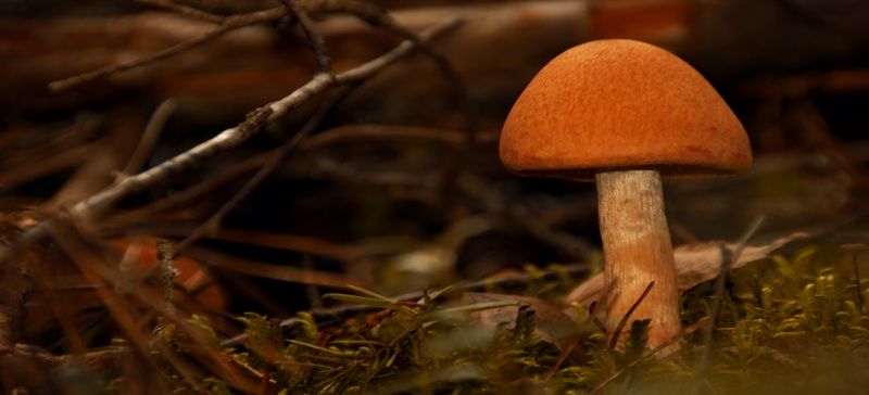 лес,природа,беларусь,осень Картинки из осеннего леса 8. фото превью