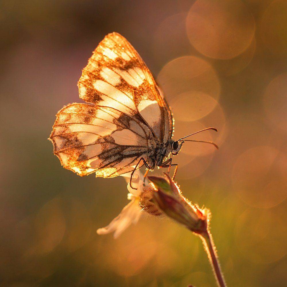 , Pawel Plucinski