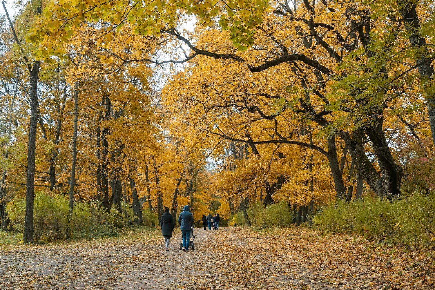 осень, Игорь
