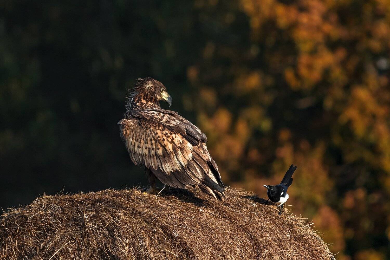 , Łukasz Sok&oacute;ł
