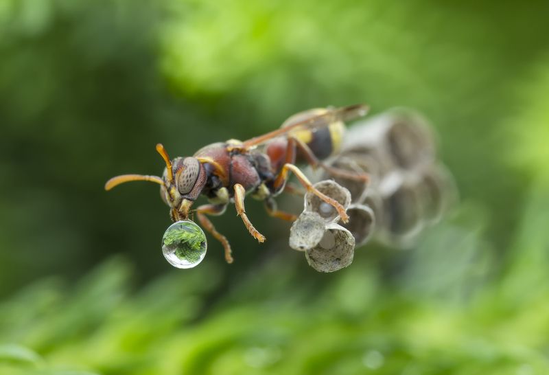 #macro#wasp#waterbubble#reflection#colors Wasp Blowing Water Bubble 171011A фото превью