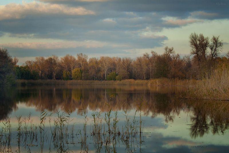 осень,утро,берег,река,камыш Осени залив ... фото превью