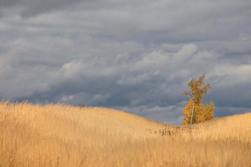 октябрь, поле, березки, тульские, просторы, 100-300мм Октябрь, березки в поле фото превью