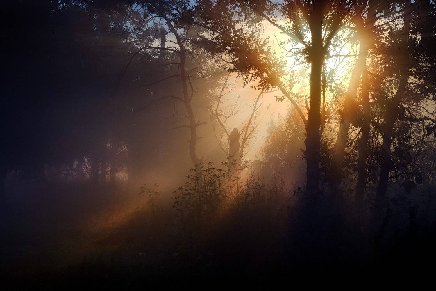 солнце, лучи, поток, деревья, лес, рассвет, утро, Андрей Чиж