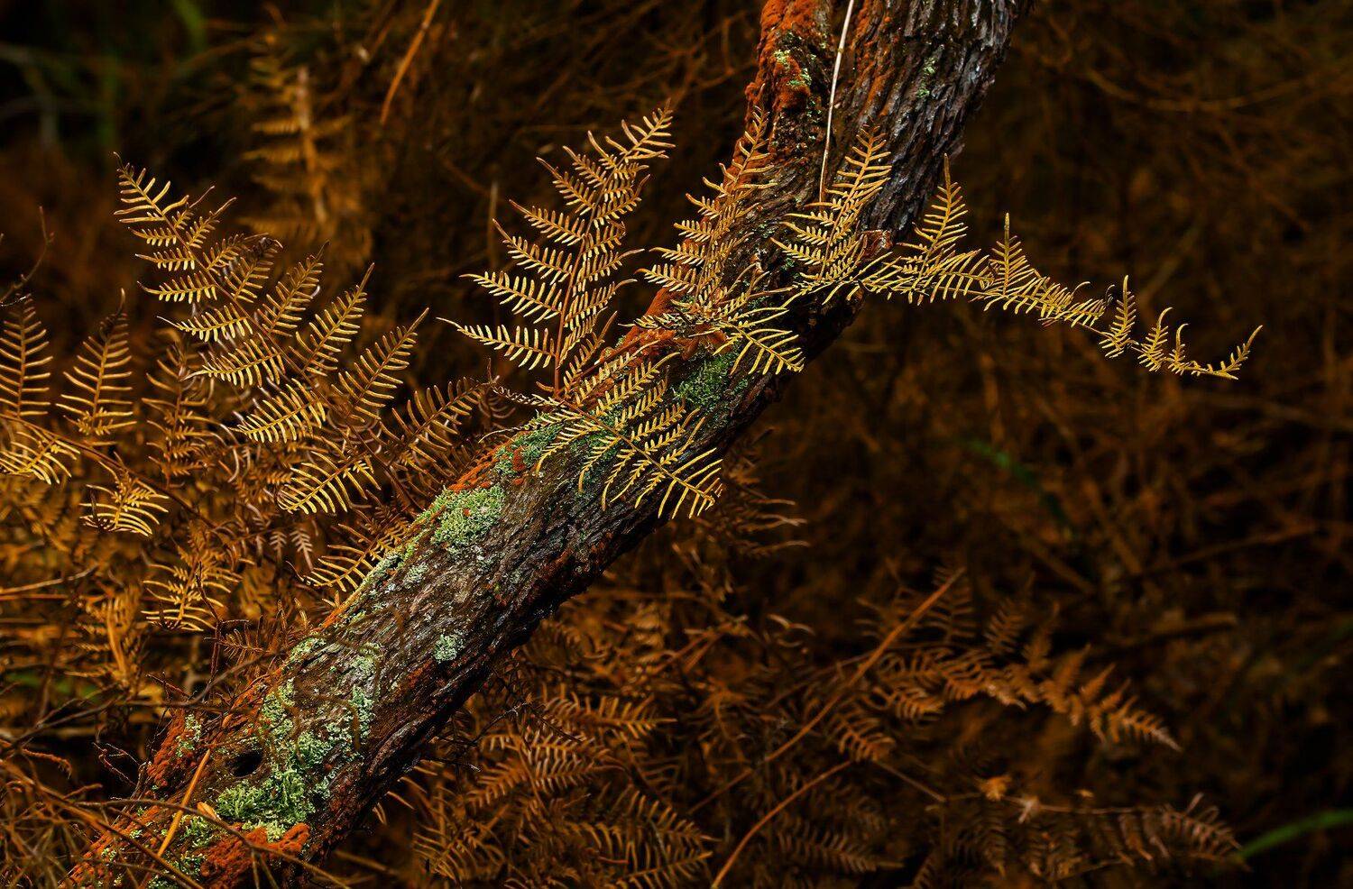 папоротник, Александр Маркелов