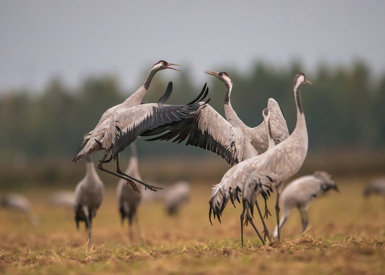 танец, Александр Маркелов