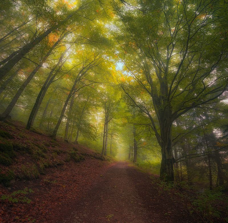 Thuringian forest фото превью