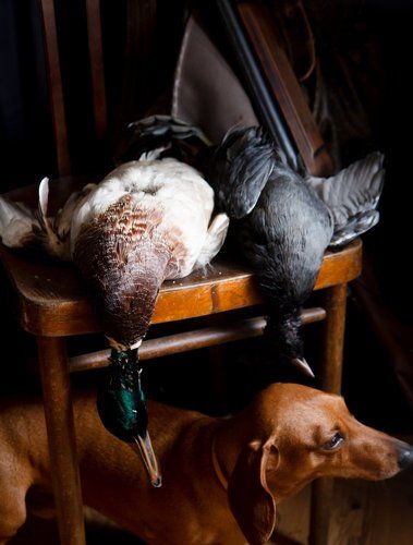 Про дичь, стул и таксу