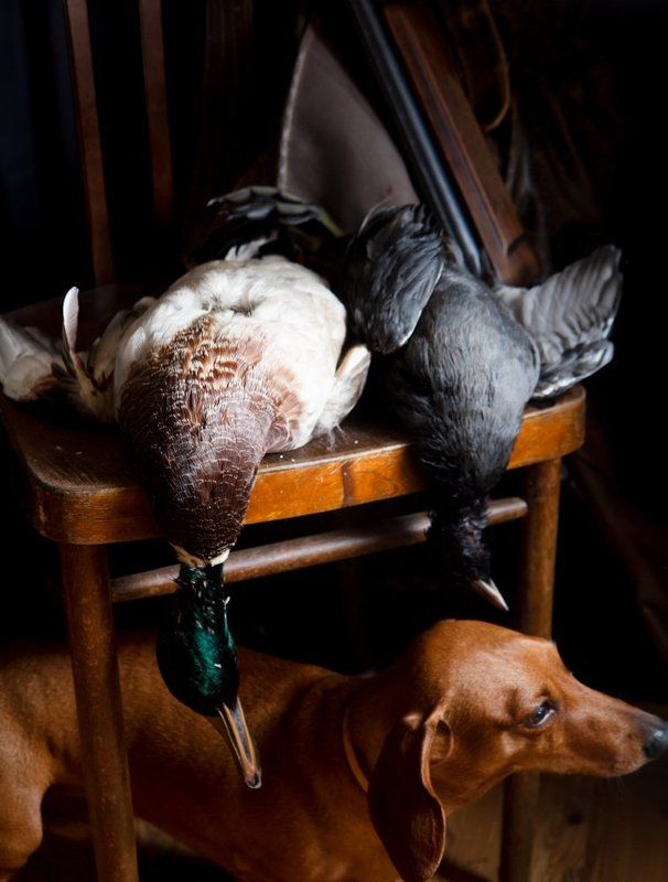 птица, натюрморт, охота, собака, такса Про дичь, стул и таксу фото превью