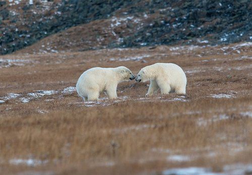 Сумоисты ....