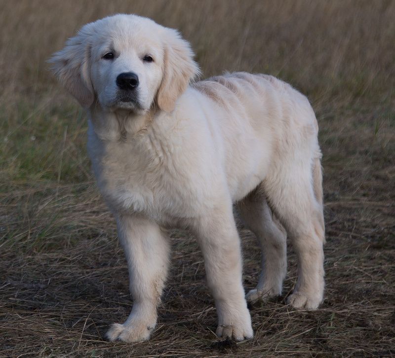 ********** фото превью