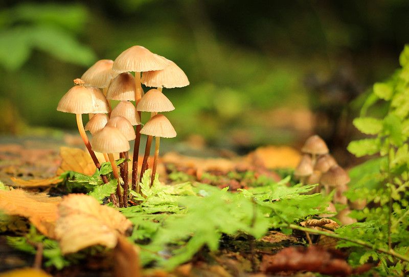 природа, лес, пенек, грибы, поганки Грибочки на пенечке фото превью