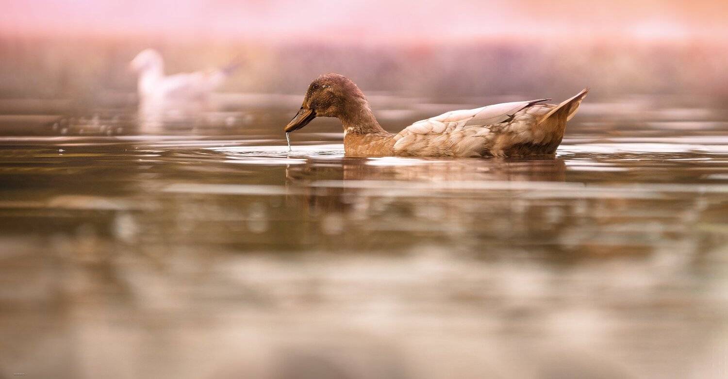 природа, лес, животные, птицы, Дмитрий Посевич