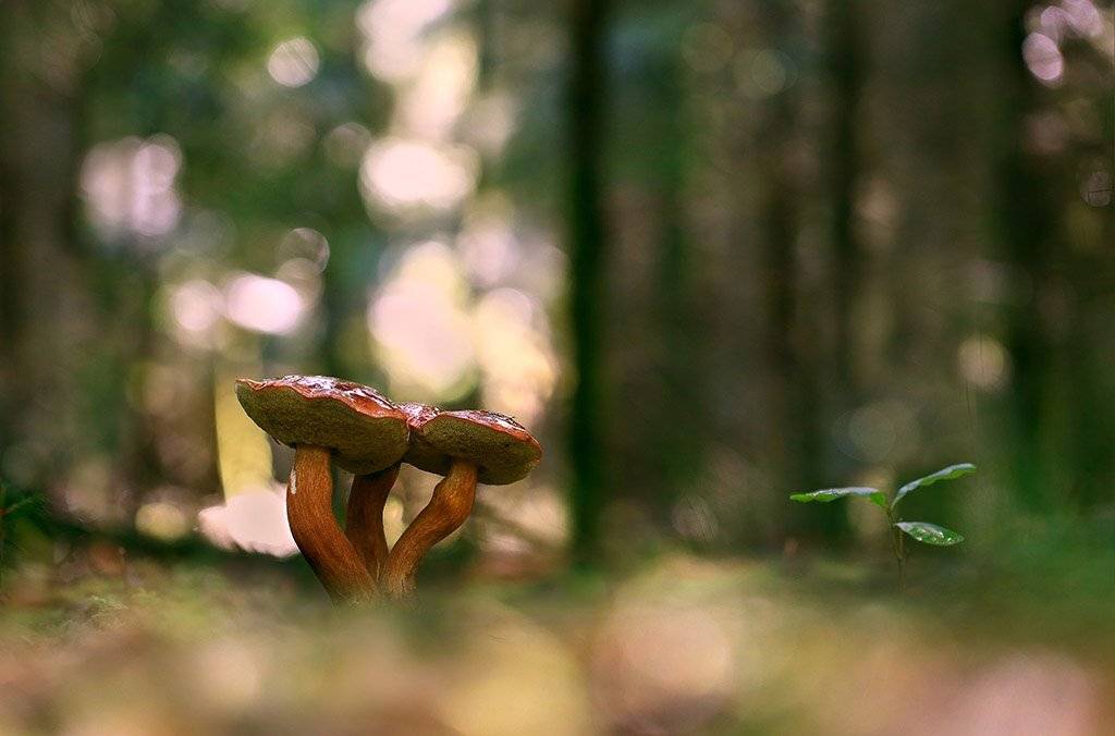 гриб, Польский белый,семья, осень, заросли, листья, ветви, дерево, мох, деревья, растения, природа, фон, зеленый, коричневый, красиво, листва, облачно., Виктор Шнайдер