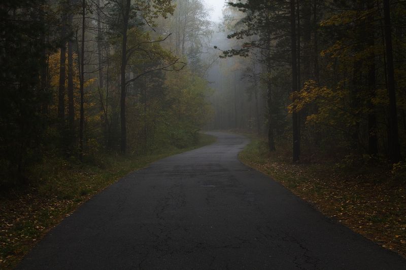 брянск, круглое озеро, алексей платонов, осень, туман, утро,дорога Дорога в осень фото превью