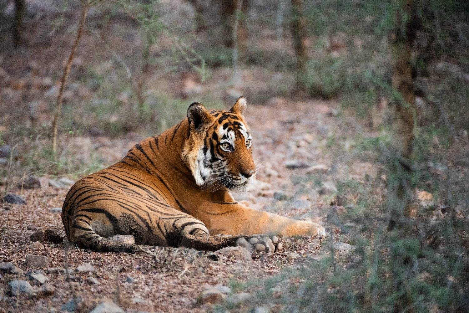 индия, Андрей Ведерников