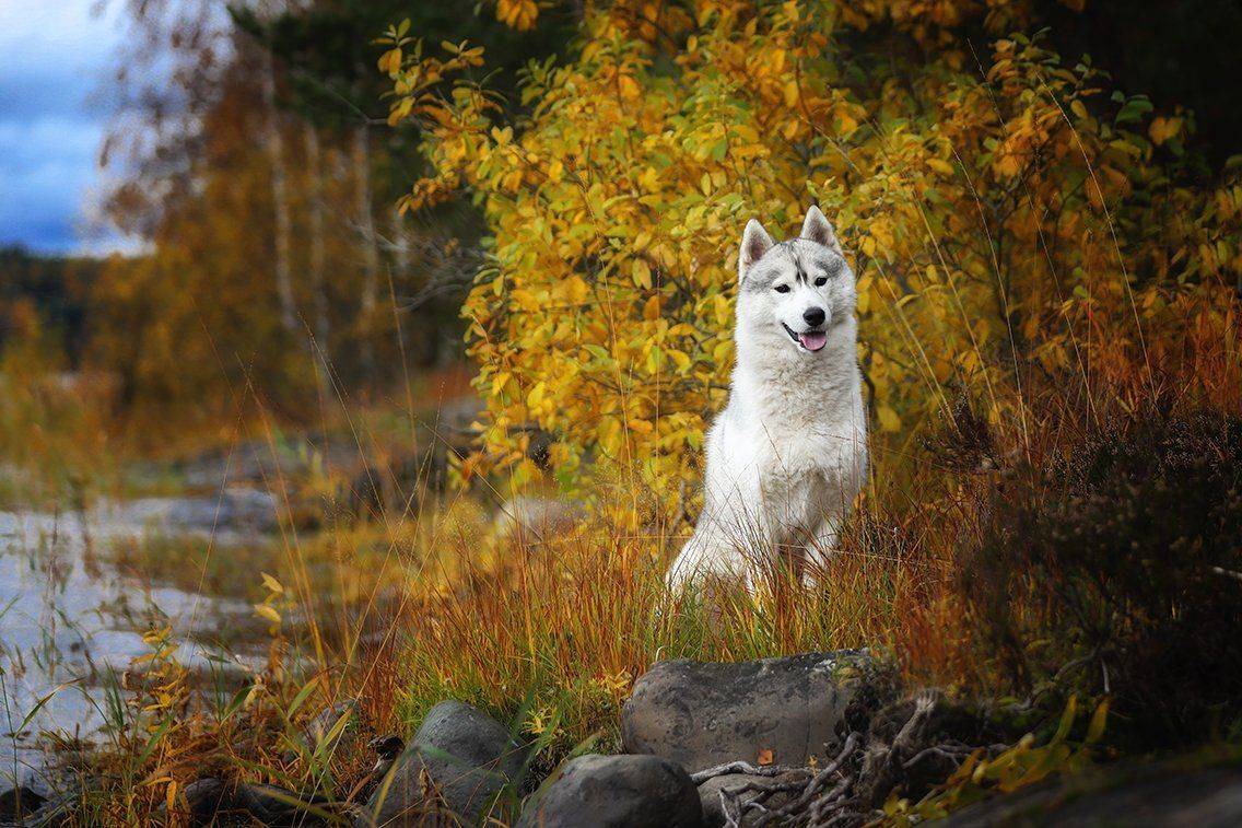 , Андрей Ершов