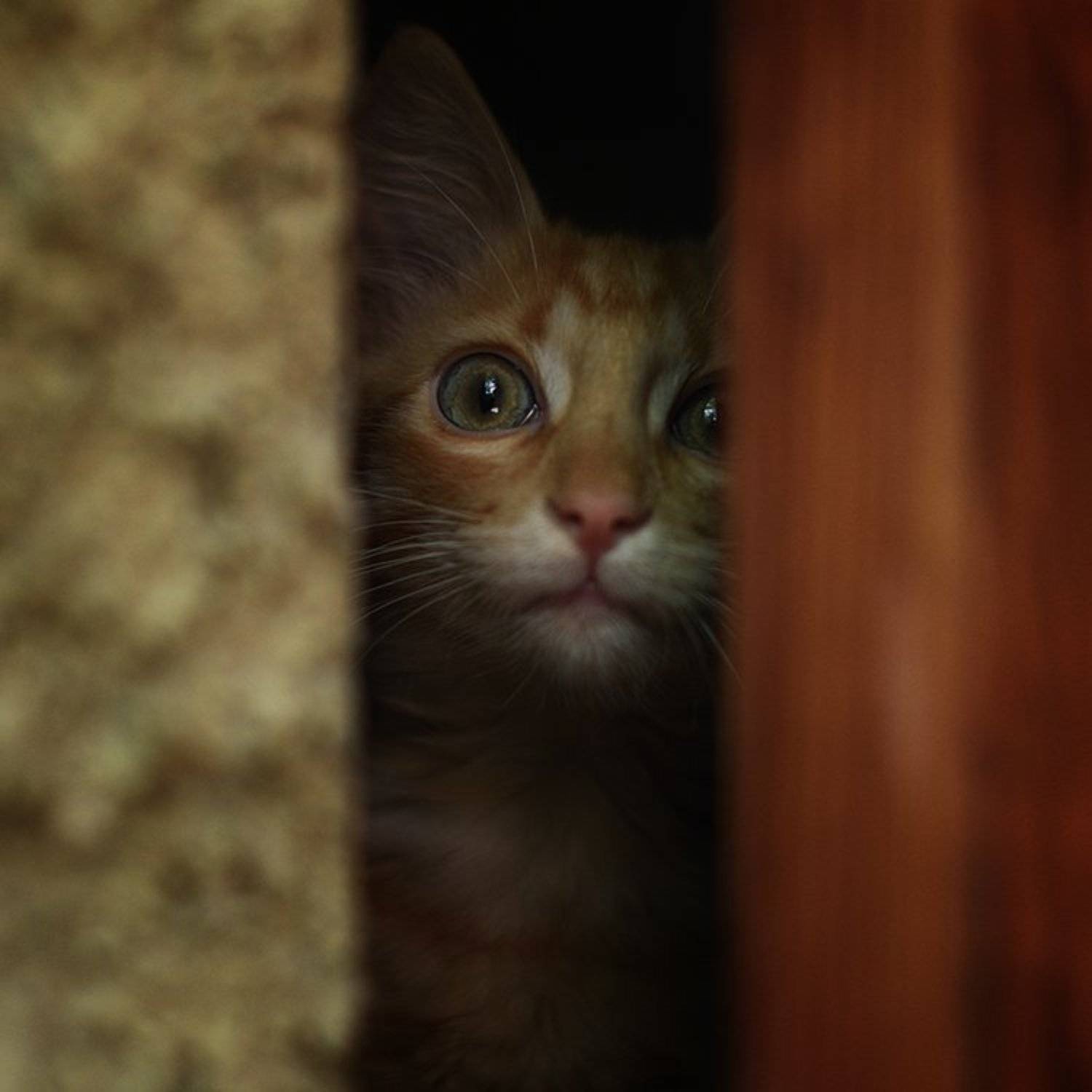 котёнок, хулиган, питомец, усы, хвосты, Вьюшкин Игорь