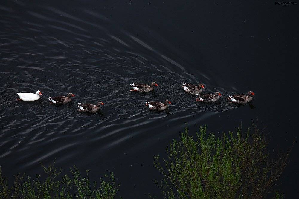 пейзаж,природа,птицы,осень,река,гуси,стая, Taras