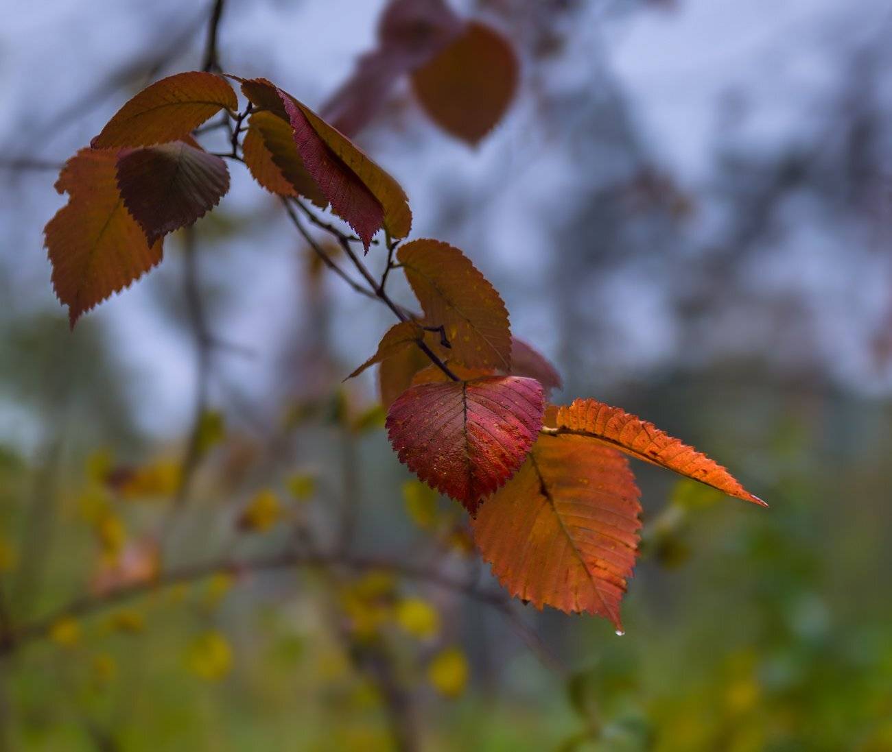 осень, листья, осина, Галанзовская Оксана