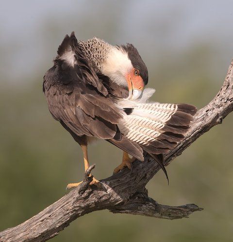 Каракара - Crested Caracara. Preening Time