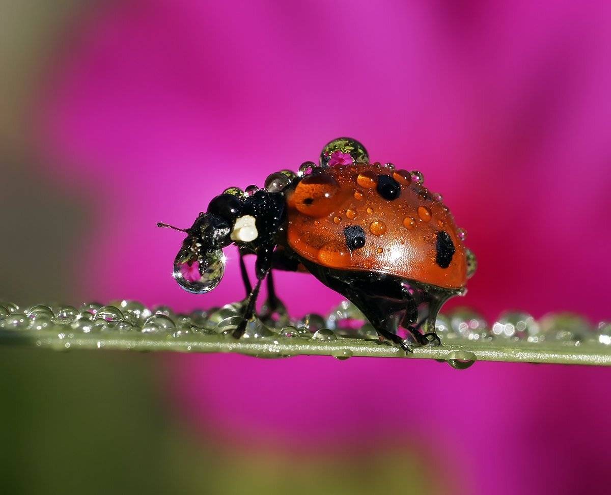 макро,божья коровка,капли, Гарик Соколов