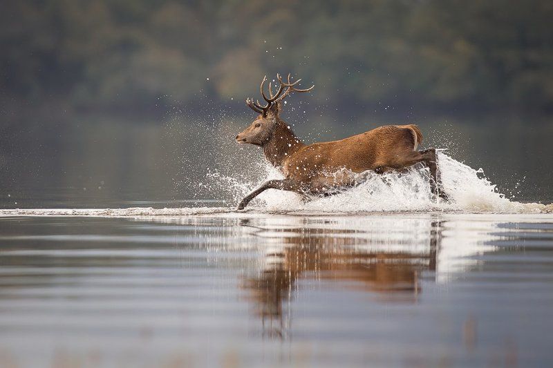 Deer фото превью