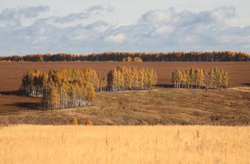 Березовые посадки, октябрь