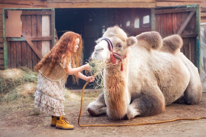 семейный фотограф, детский фотограф, деревня, ферма, farm, village, деревенское, camel, верблюд, рыжики  фото превью