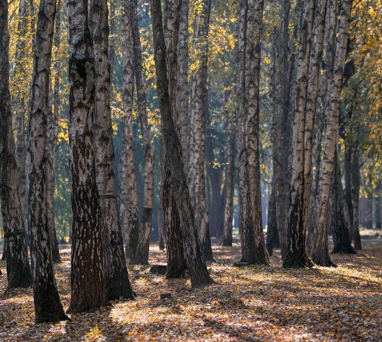 , Alexander Plekhanov