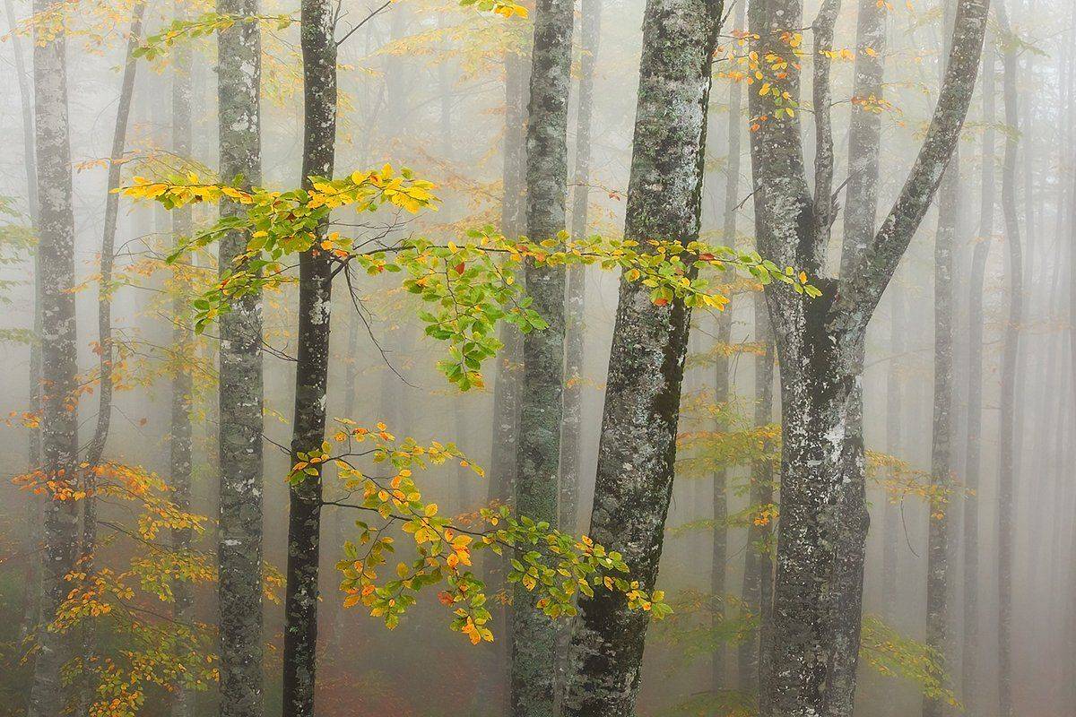 , Kani (kanipolat.com) Polat