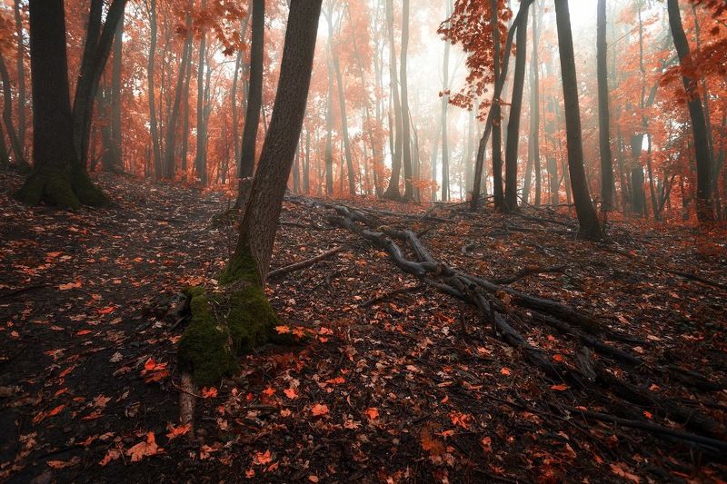 Осень, лес, утро, листья, красный Осень в красном лесу фото превью