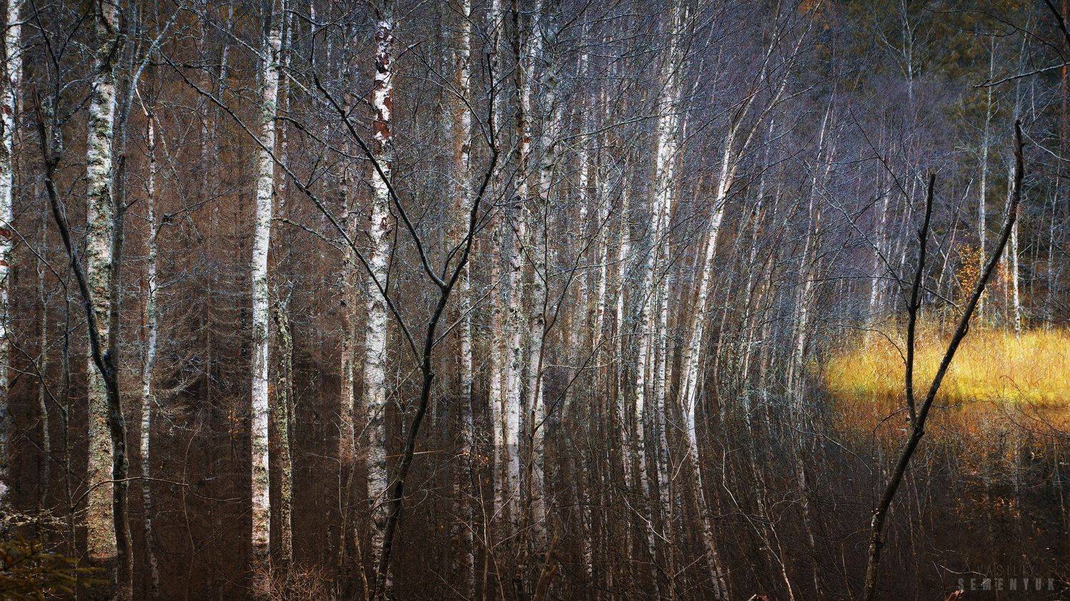 карелия, берёзки, болото, осень, атмосфера., Семенюк Василий