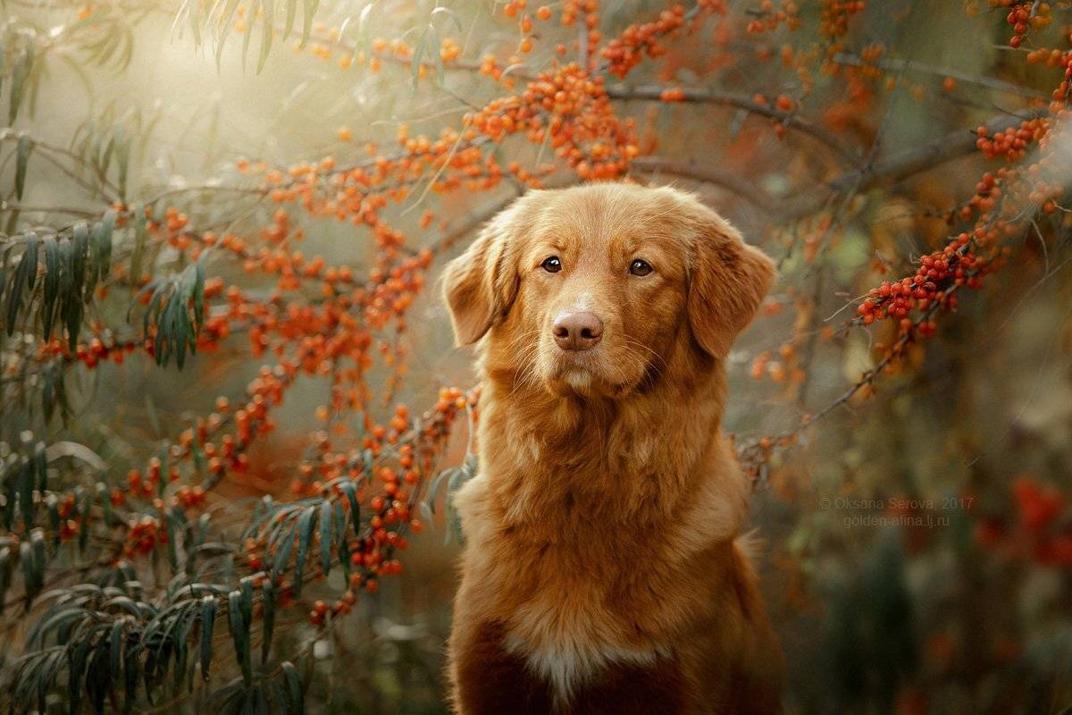 собака, толлер, портрет, ретривер, рыжие, новошотландский ретривер, Оксана Серова