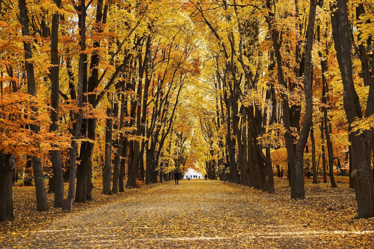 воронеж,осень, Сячин Саша