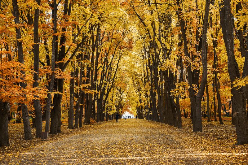 воронеж,осень Осень фото превью