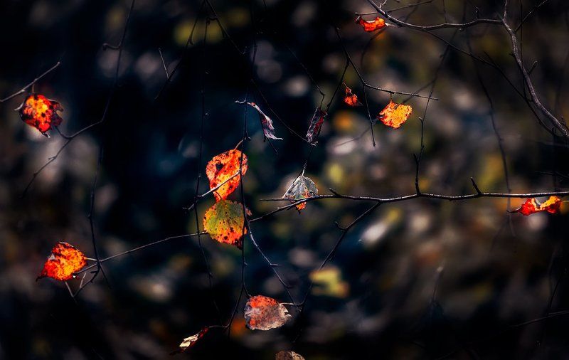 осень, листья Осенняя фото превью