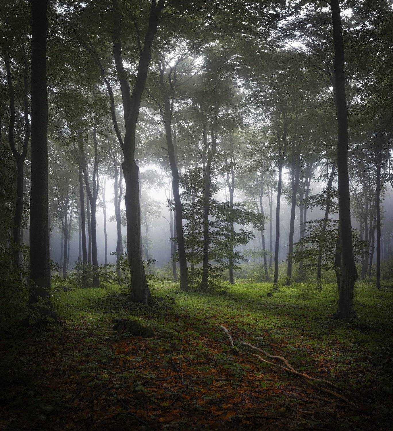 лес, туман, осень, деревья, , Даниел Балъков