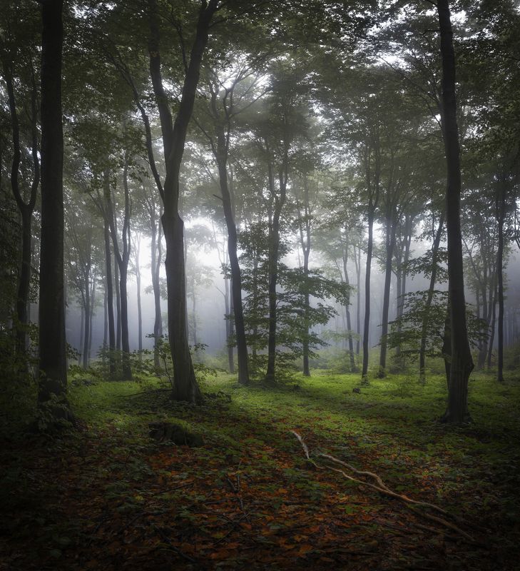 лес, туман, осень, деревья,  Обиталище медведя. фото превью