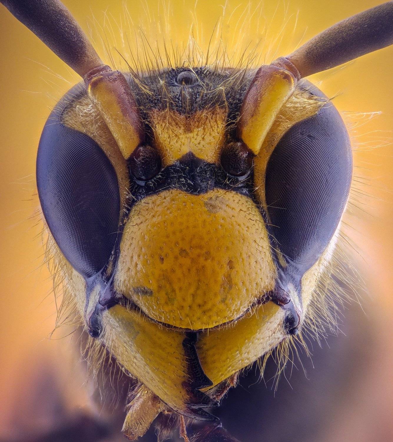 ceclii,macro,lgg4, extrememacro,  макро, Tsvetan Ganev