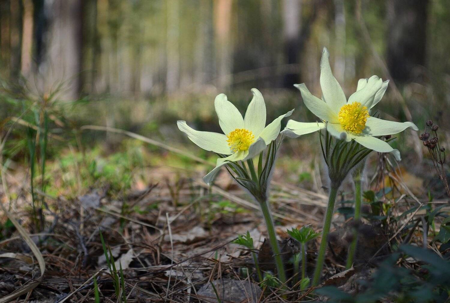 сон-трава, тёплый день, лес, цветы, май, Irina Shapronova