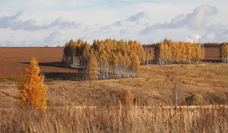 октябрь, поле, березки, тульские, просторы, 100-300мм Октябрь. Березовая посадка фото превью