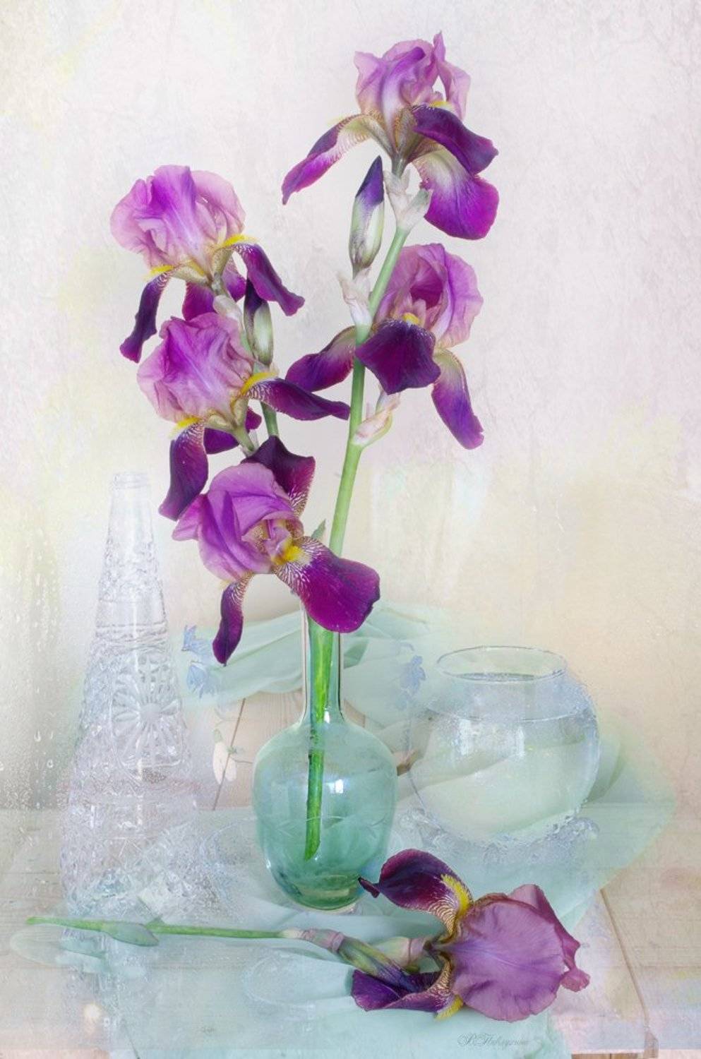 ирисы ,букет ,цветы ,вера павлухина ,, Вера Павлухина