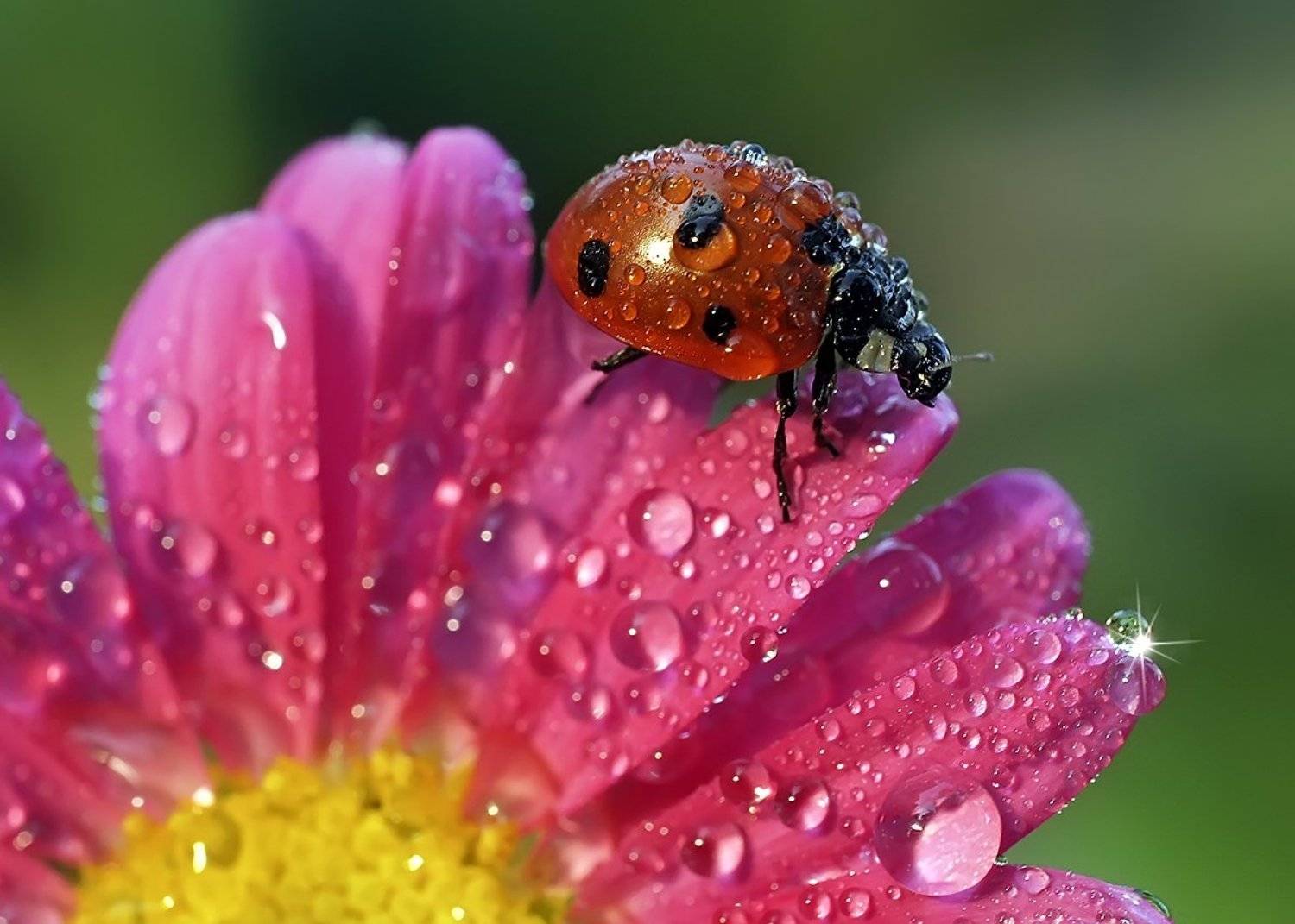 макро,божья коровка,капли, Гарик Соколов