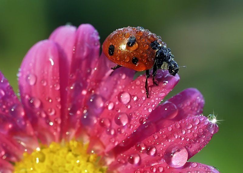 макро,божья коровка,капли В поисках звезды фото превью